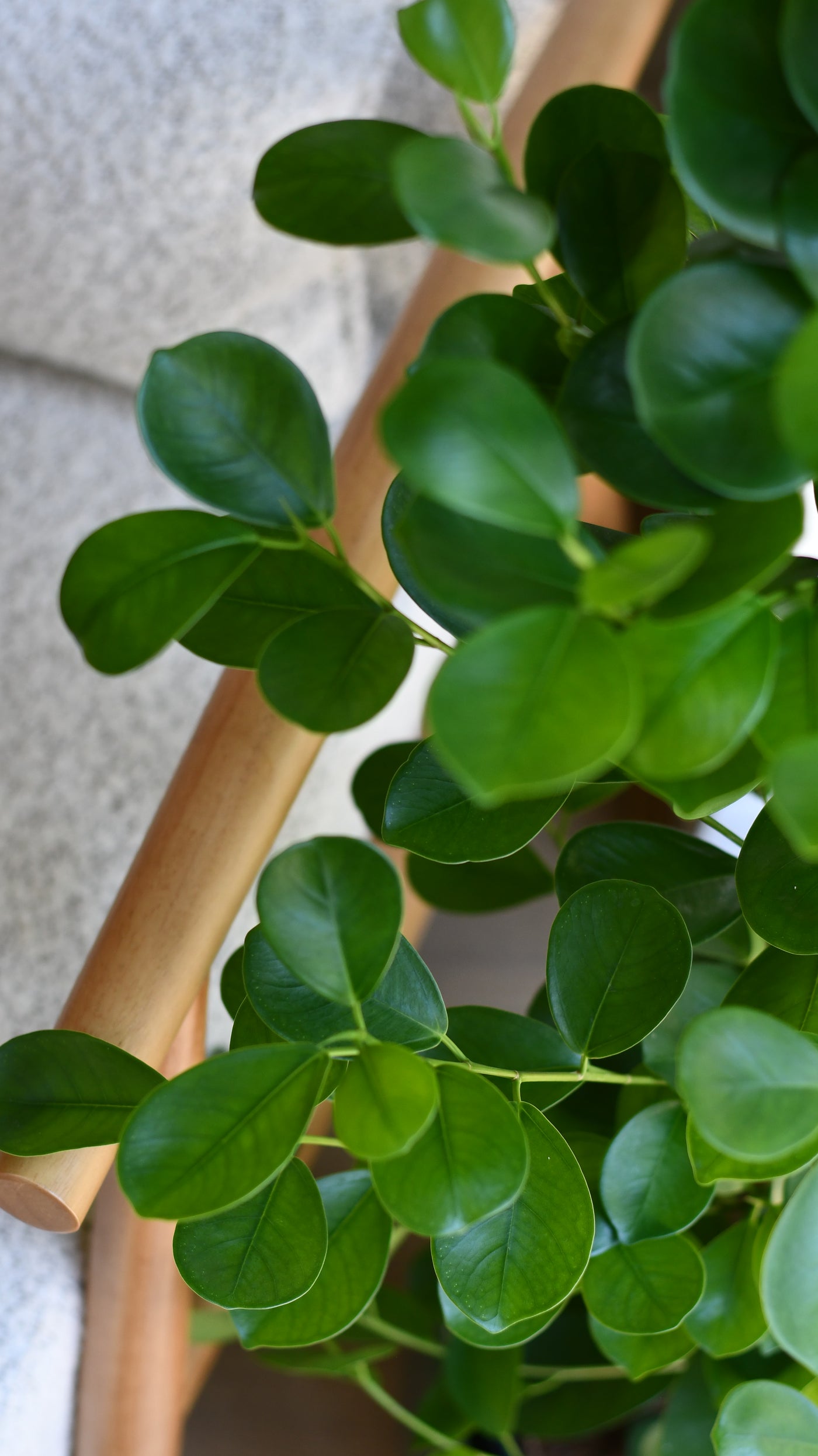 Ficus moclame (Indian Laurel)