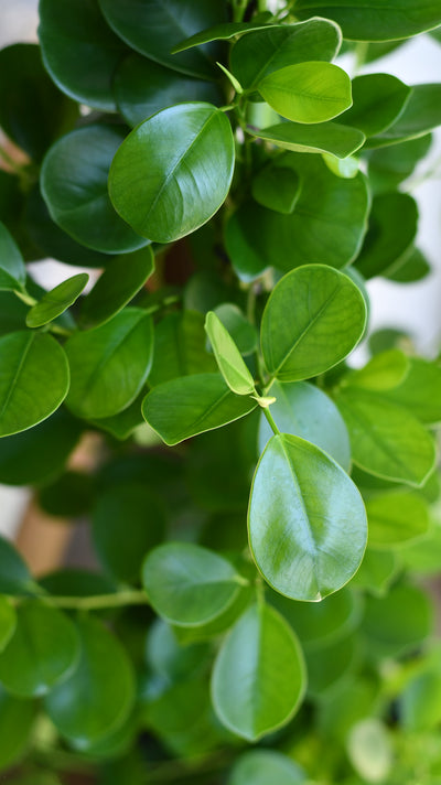 Ficus moclame (Indian Laurel)