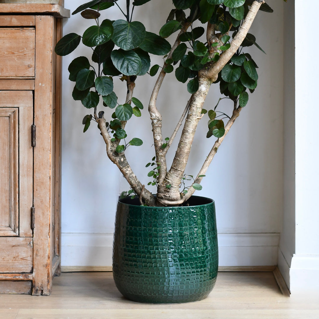 30cm indoor plant pot Floyd Pot Round Green (H30 x D32cm) – Happy Houseplants