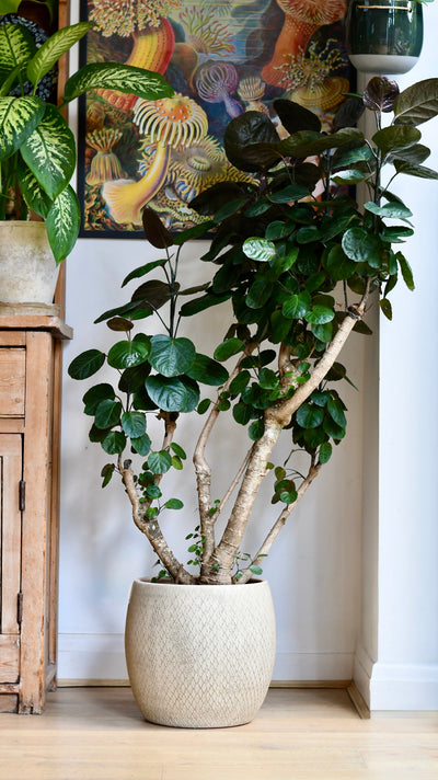 Madeira Pot Round Cream (H32 x D32cm)