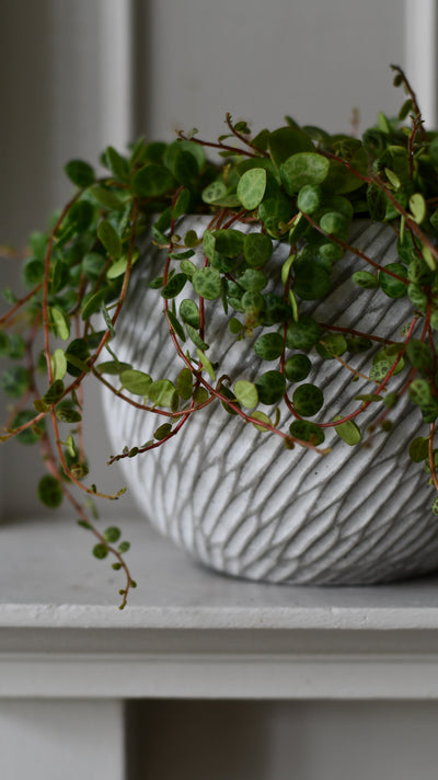 Elio Pot (D11.5 x H13.5cm)