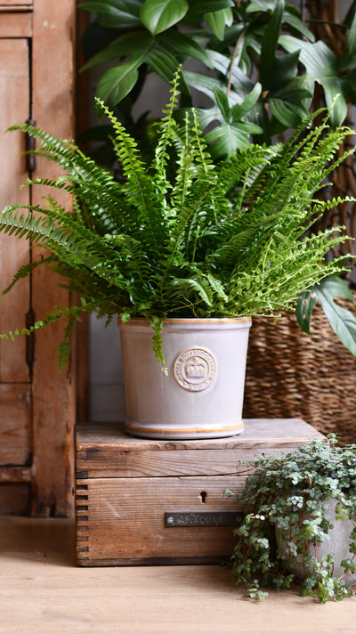 Kew Ivory  Premium Glaze Planter 16cm