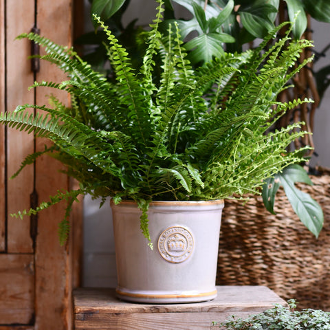 Kew Ivory  Premium Glaze Planter 18cm