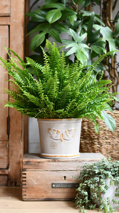 Kew Ivory  Premium Glaze Planter 16cm