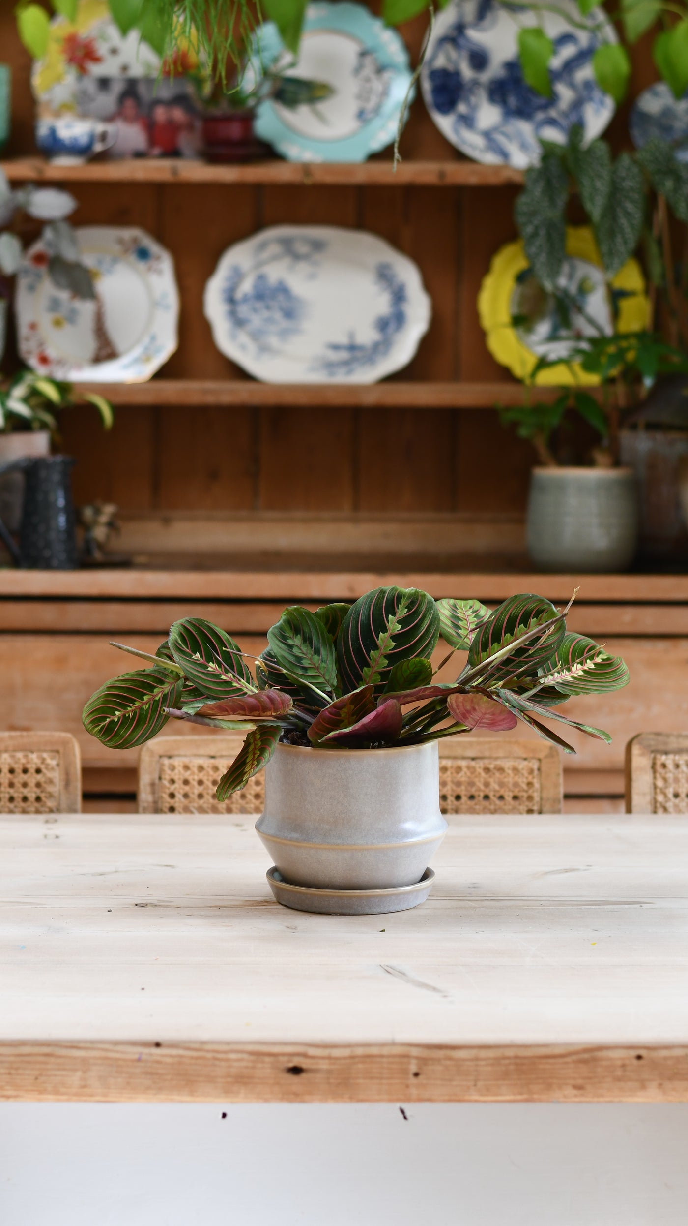 Jent Cotton Ceramic Pot & Saucer (D16 x H13cm) – Neutral Glaze Indoor Planter