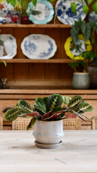 Jent Cotton Ceramic Pot & Saucer (D16 x H13cm) – Neutral Glaze Indoor Planter