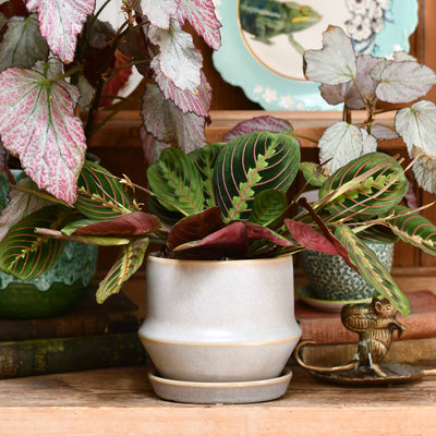 Jent Cotton Ceramic Pot & Saucer (D16 x H13cm) – Neutral Glaze Indoor Planter