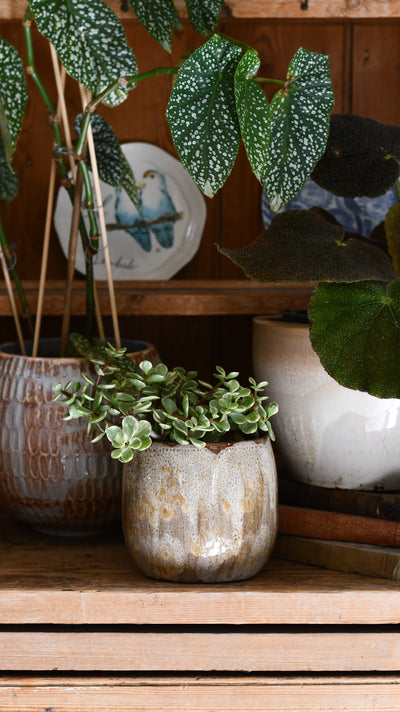 Suus Latte Ceramic Pot (D15 x H13cm) – Warm Reactive Glaze Planter