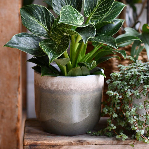 Suus Latte Ceramic Pot (D15 x H13cm) – Warm Reactive Glaze Planter