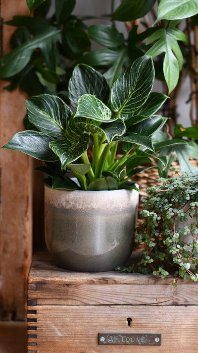 Suus Latte Ceramic Pot (D15 x H13cm) – Warm Reactive Glaze Planter