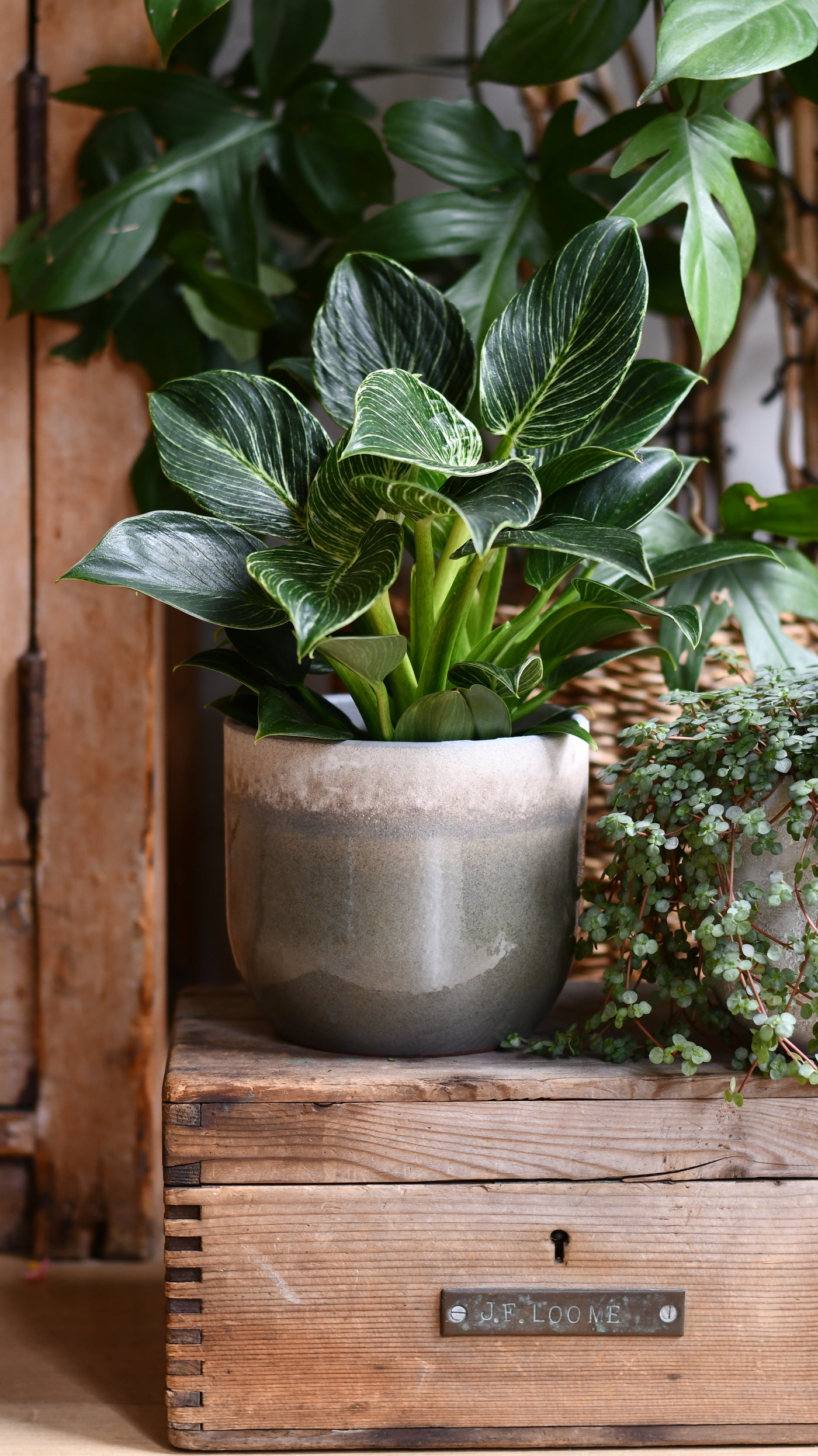 Suus Latte Ceramic Pot (D15 x H13cm) – Warm Reactive Glaze Planter