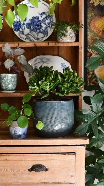 Crassula ‘Horntree Tricolor’ – Variegated Succulent Houseplant
