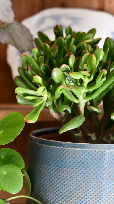 Crassula ‘Horntree Tricolor’ – Variegated Succulent Houseplant