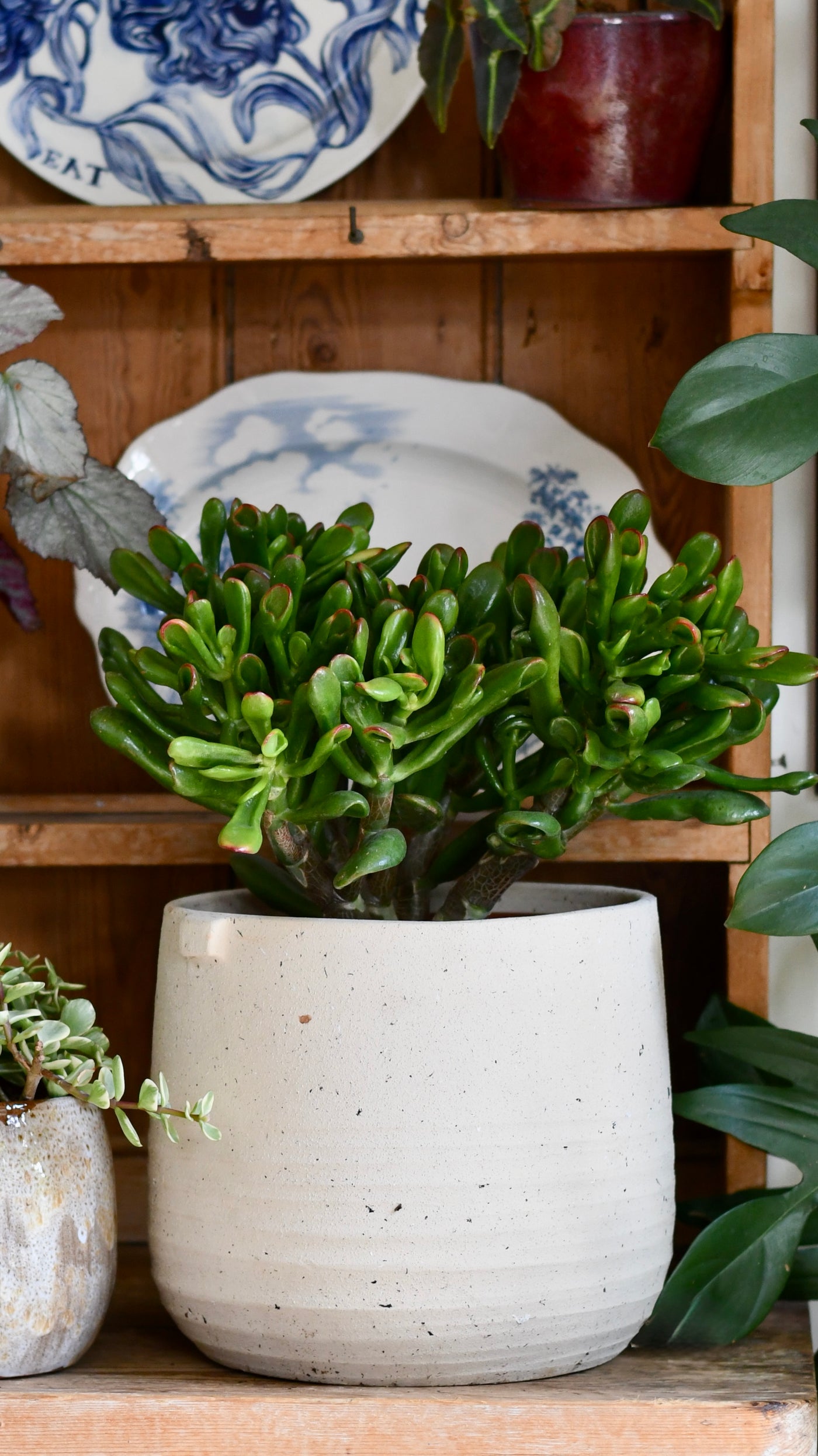 Crassula ‘Horntree Tricolor’ – Variegated Succulent Houseplant