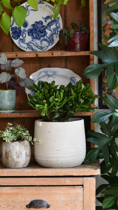 Crassula ‘Horntree Tricolor’ – Variegated Succulent Houseplant