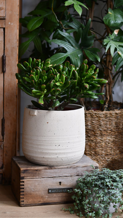 Crassula ‘Horntree Tricolor’ – Variegated Succulent Houseplant