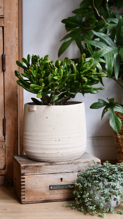 Crassula ‘Horntree Tricolor’ – Variegated Succulent Houseplant