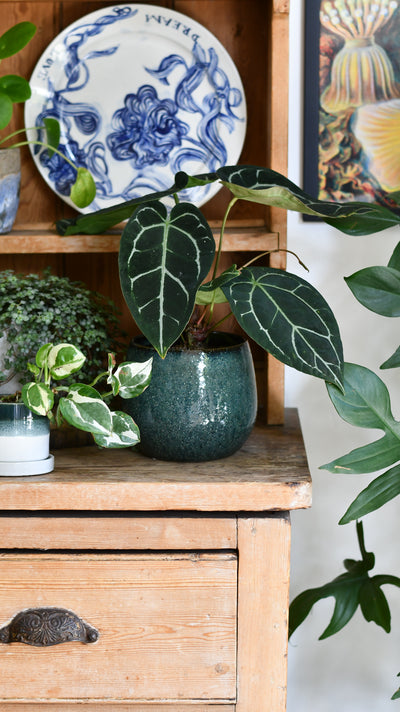 Odile Petrol Ceramic Pot (D15 x H13cm) – Textured Blue Glaze Planter