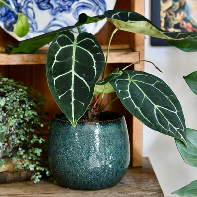 Odile Petrol Ceramic Pot (D15 x H13cm) – Textured Blue Glaze Planter