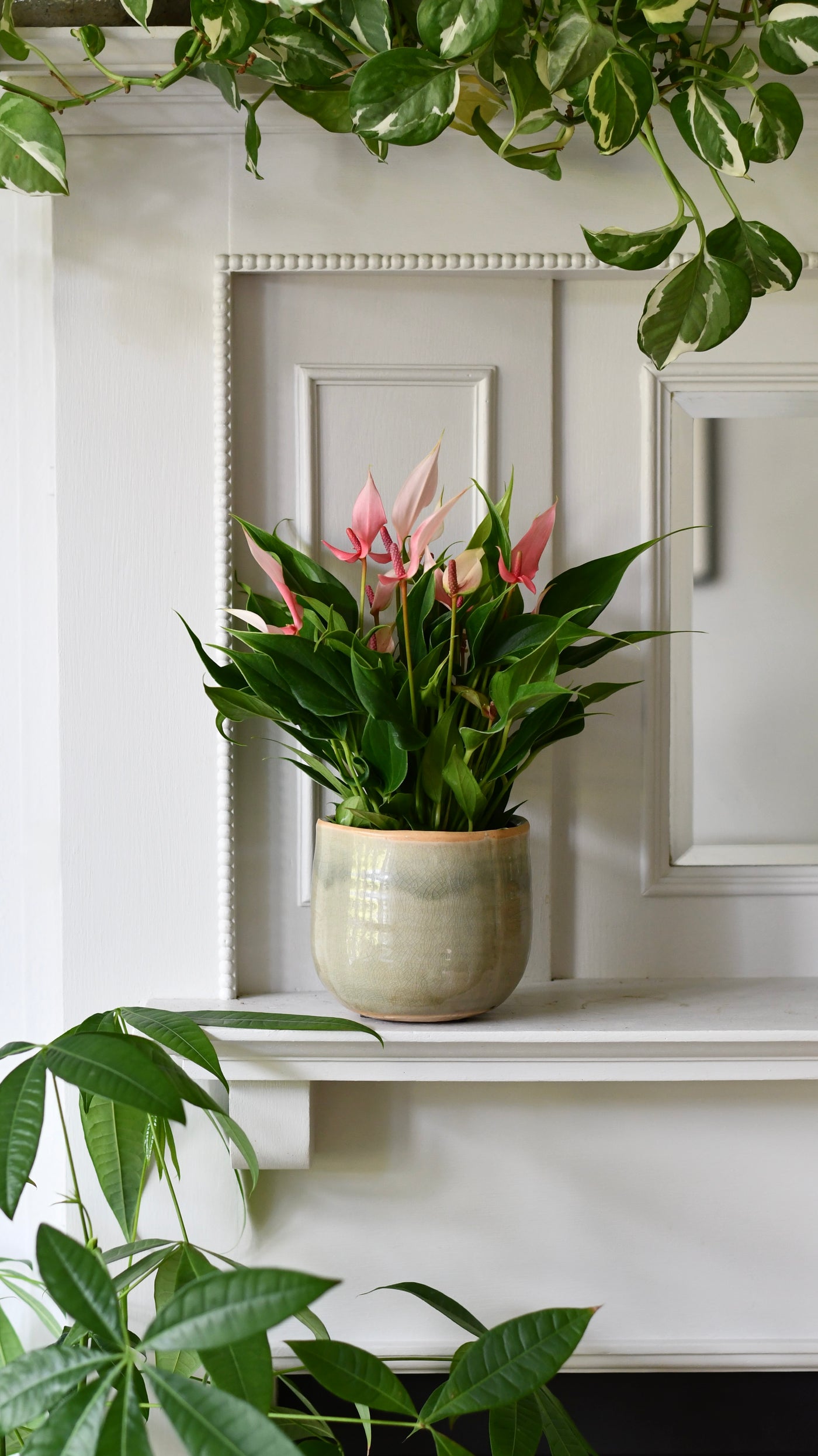Anthurium ‘Lilli’ – Flamingo Flower, Light Pink