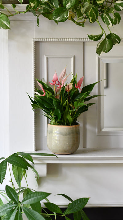 Anthurium ‘Lilli’ – Flamingo Flower, Light Pink