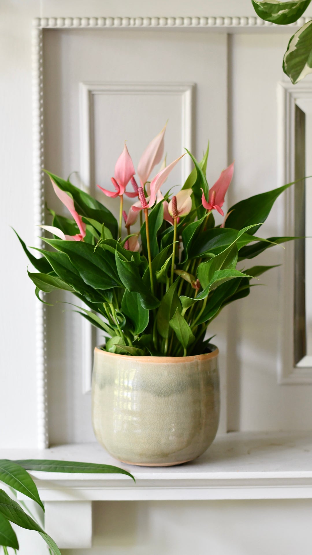 Anthurium 'Lilli' in Como Pot  Light Pink Flamingo Flower | Happy  Houseplants  Happy Houseplants