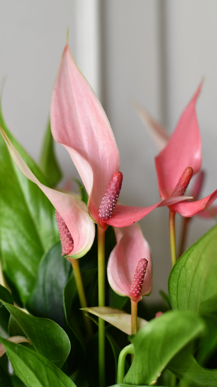 flamingo plant gold Anthurium 'Lilli' – Flamingo Flower, Light Pink – Happy Houseplants