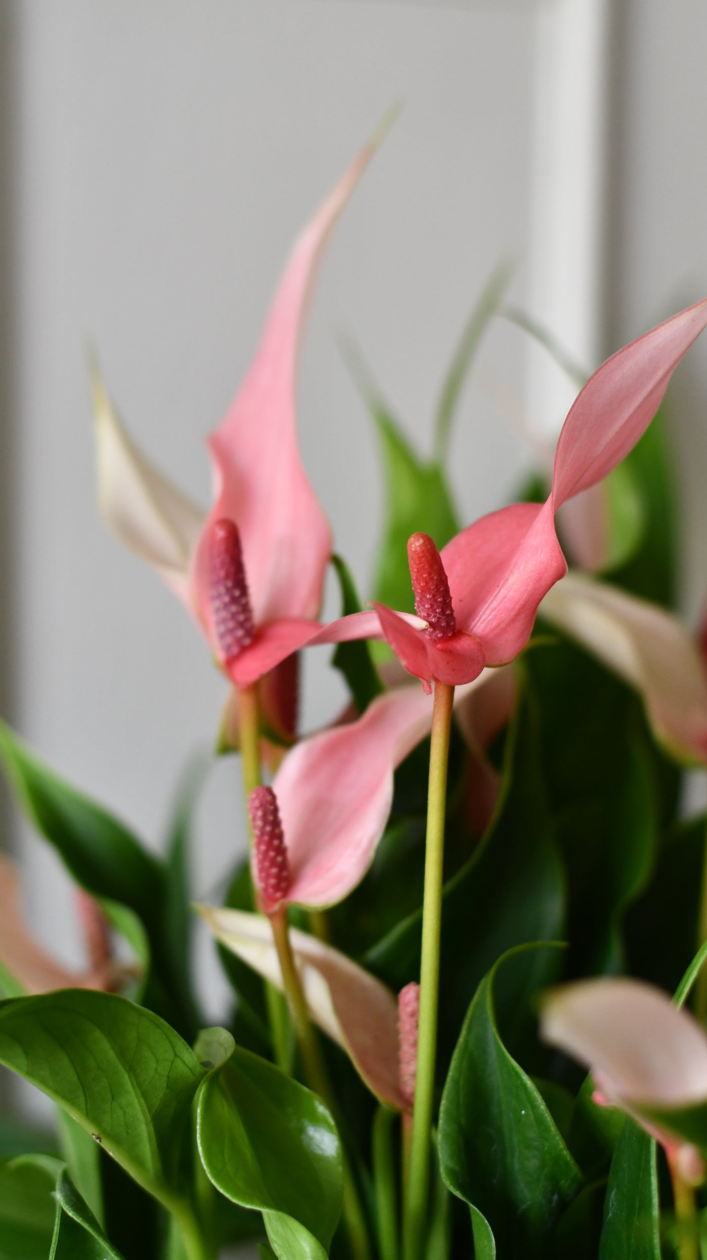 Anthurium ‘Lilli’ – Flamingo Flower, Light Pink