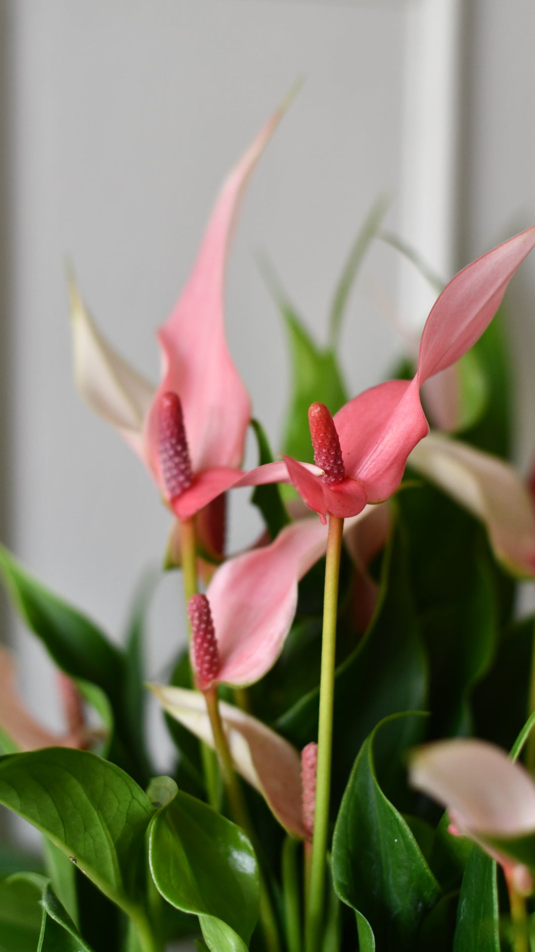 anthurium lilli Anthurium 'Lilli' in Como Pot – Light Pink Flamingo Flower
