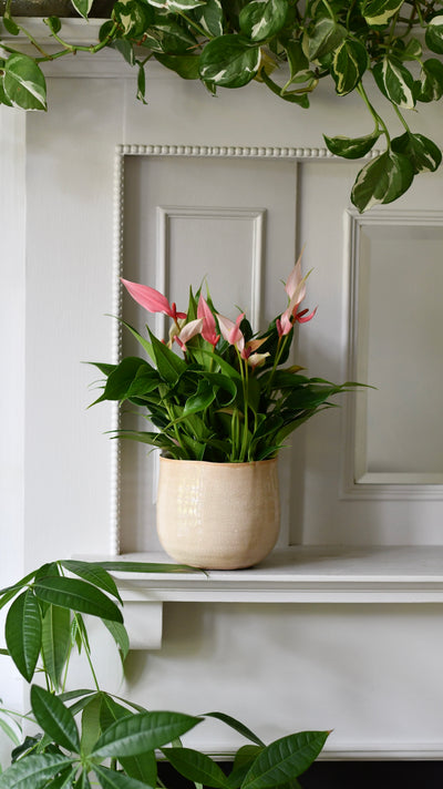 Anthurium ‘Lilli’ – Flamingo Flower, Light Pink