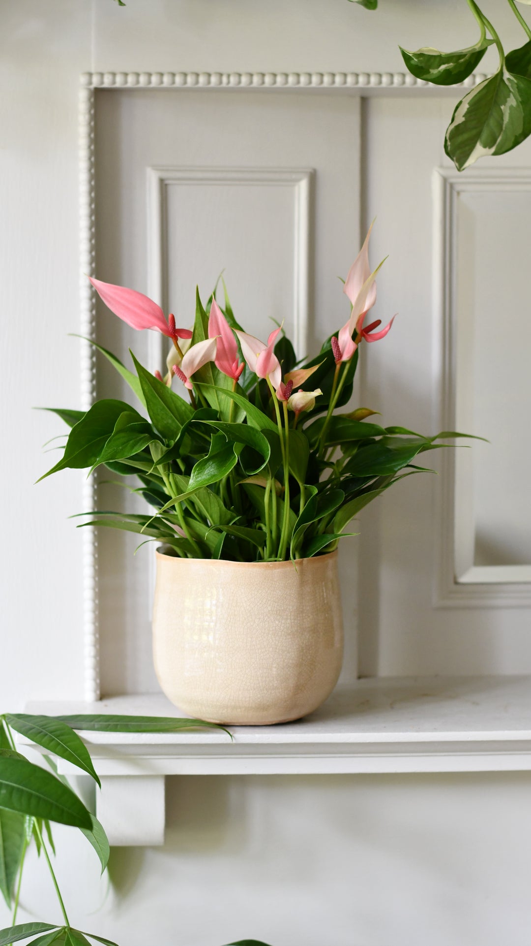 anthurium lilli pink Anthurium 'Lilli' – Flamingo Flower, Light Pink – Happy Houseplants