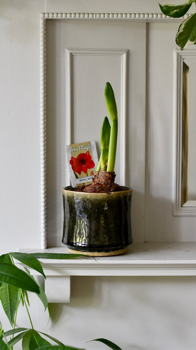 Amaryllis Hippeastrum ‘Red Lion’