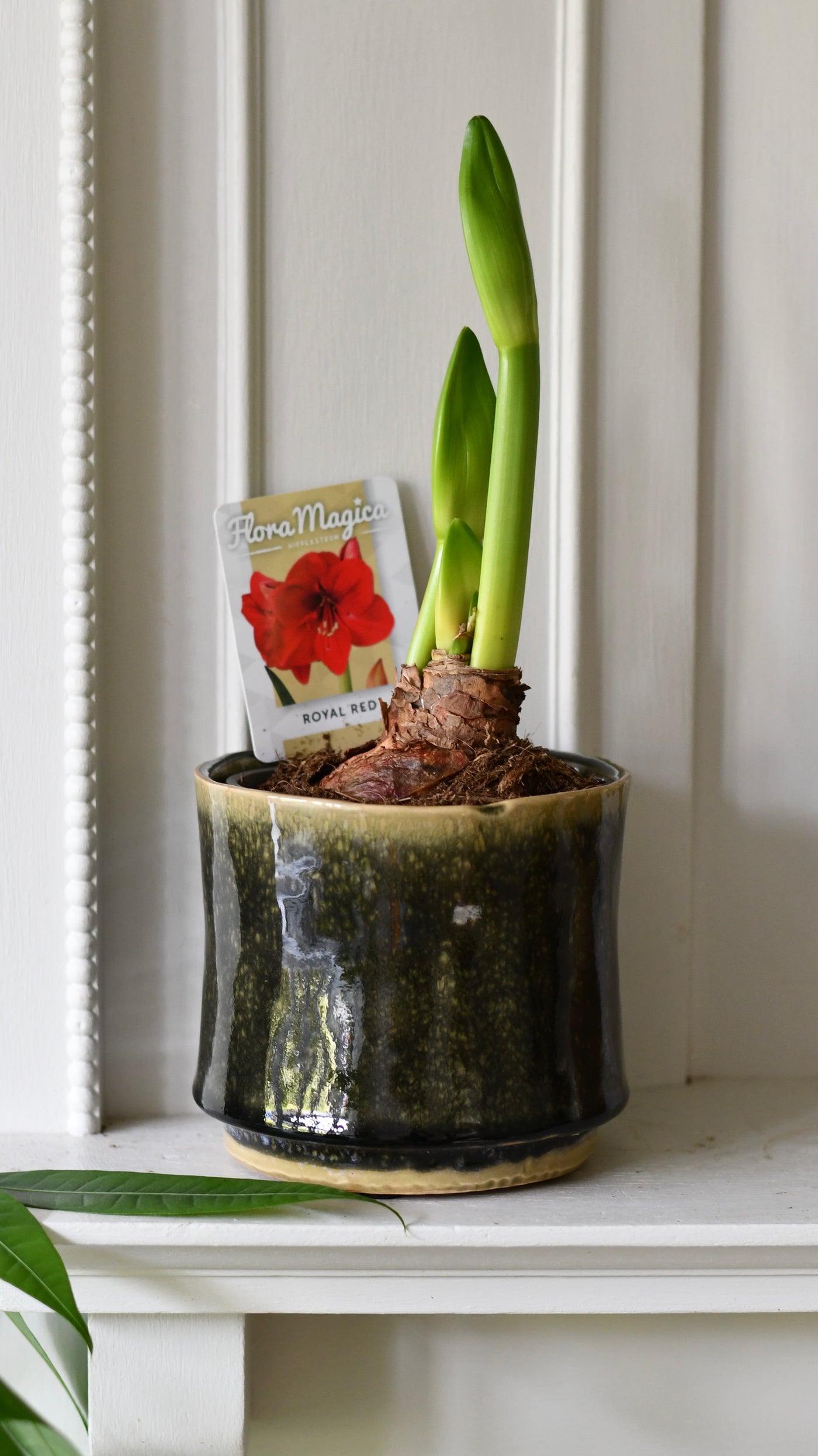 Amaryllis Hippeastrum ‘Red Lion’