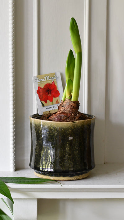 Amaryllis Hippeastrum ‘Red Lion’