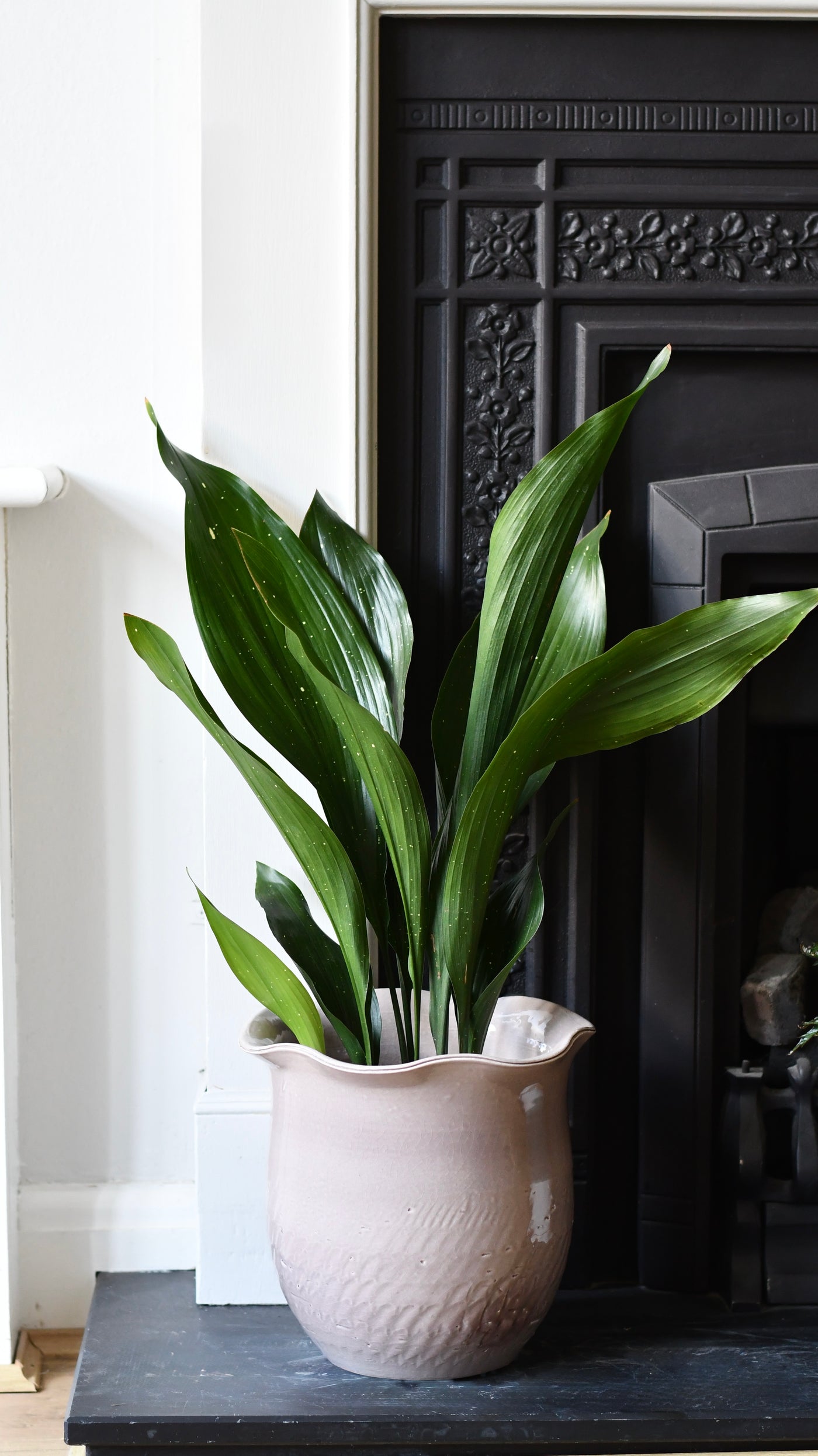 Aspidistra elatior ‘Milky Way’
