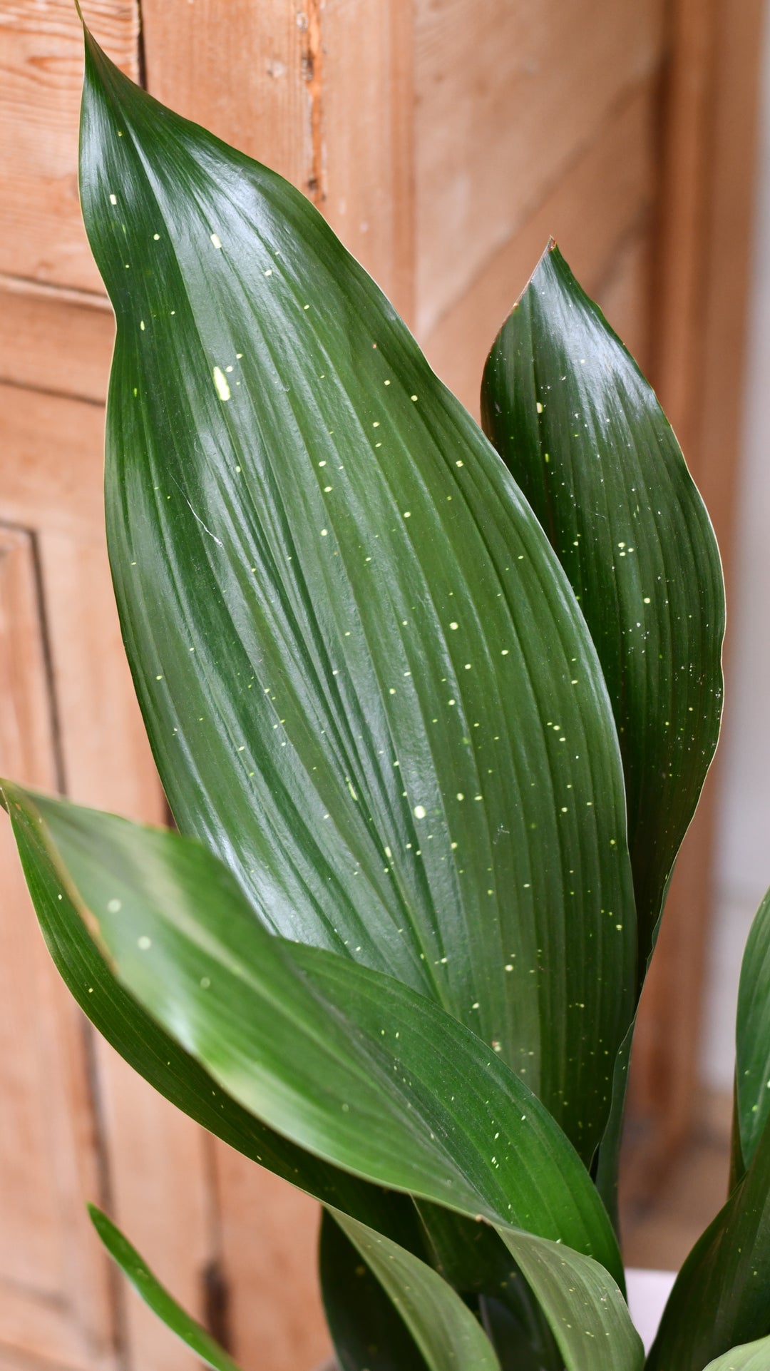 Aspidistra elatior 'Milky Way' – Happy Houseplants