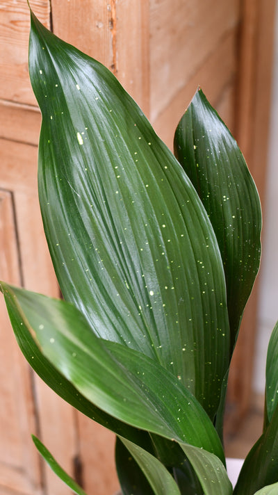 Aspidistra elatior ‘Milky Way’