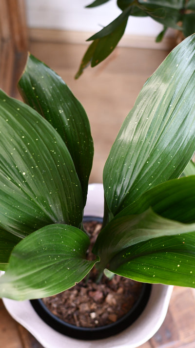 Aspidistra elatior ‘Milky Way’