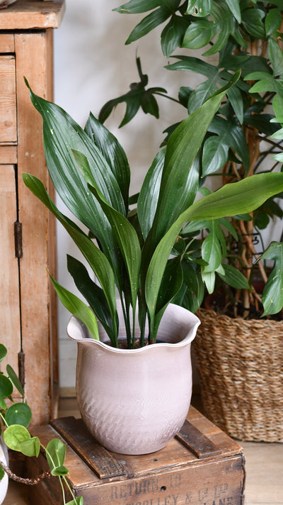 Aspidistra elatior ‘Milky Way’