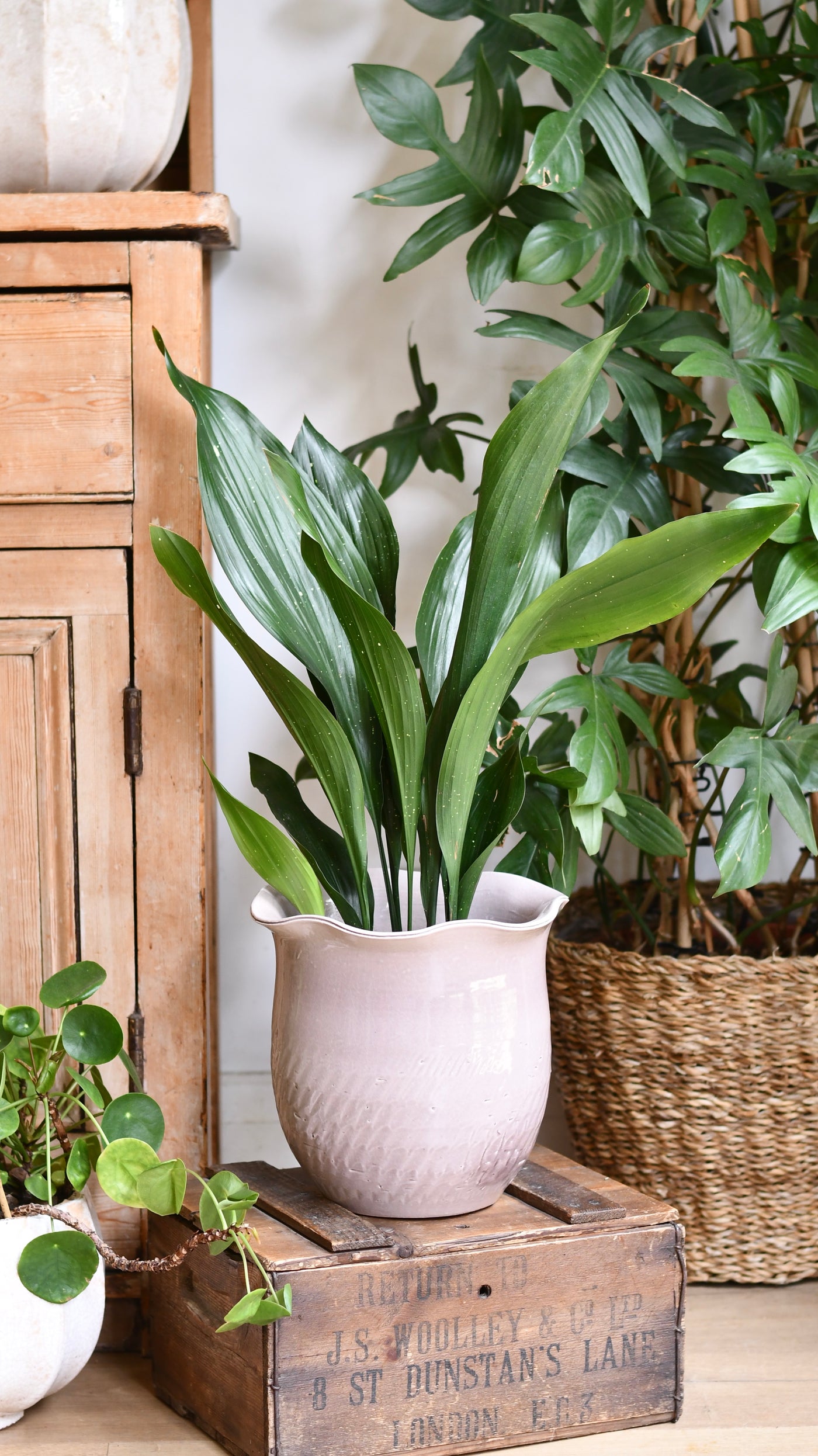 Aspidistra elatior ‘Milky Way’