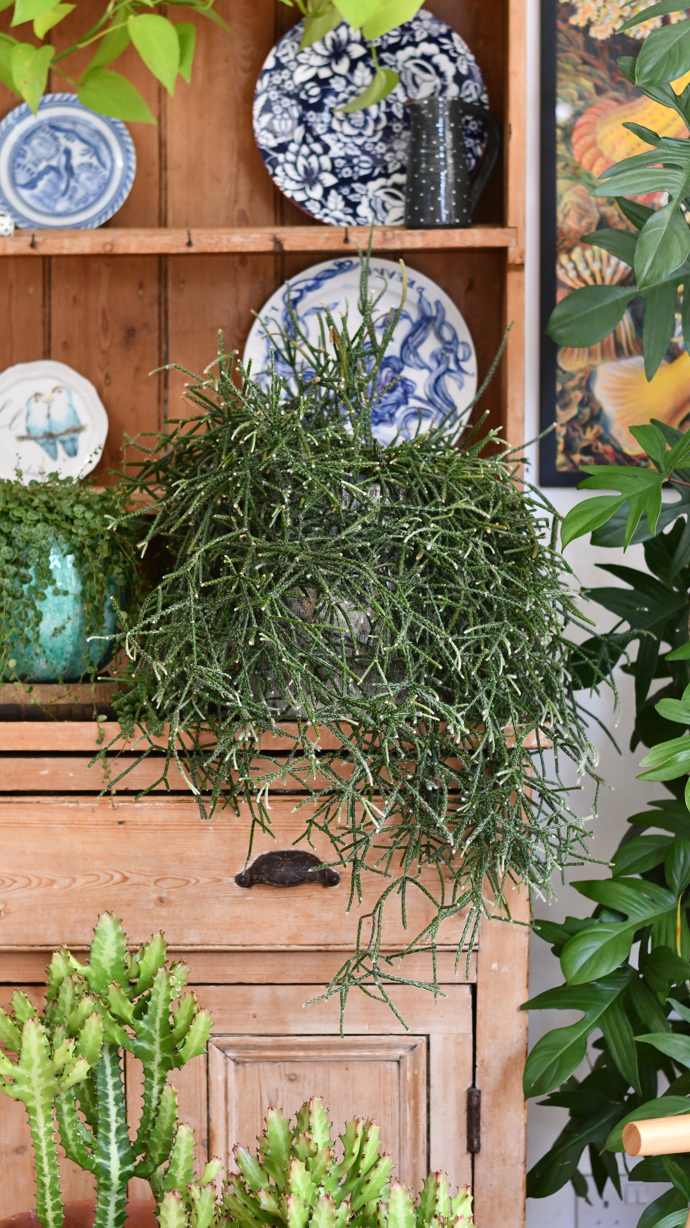 hairy indoor plants Rhipsalis pilocarpa XL – Hairy-fruited Wickerware Cactus – Happy Houseplants