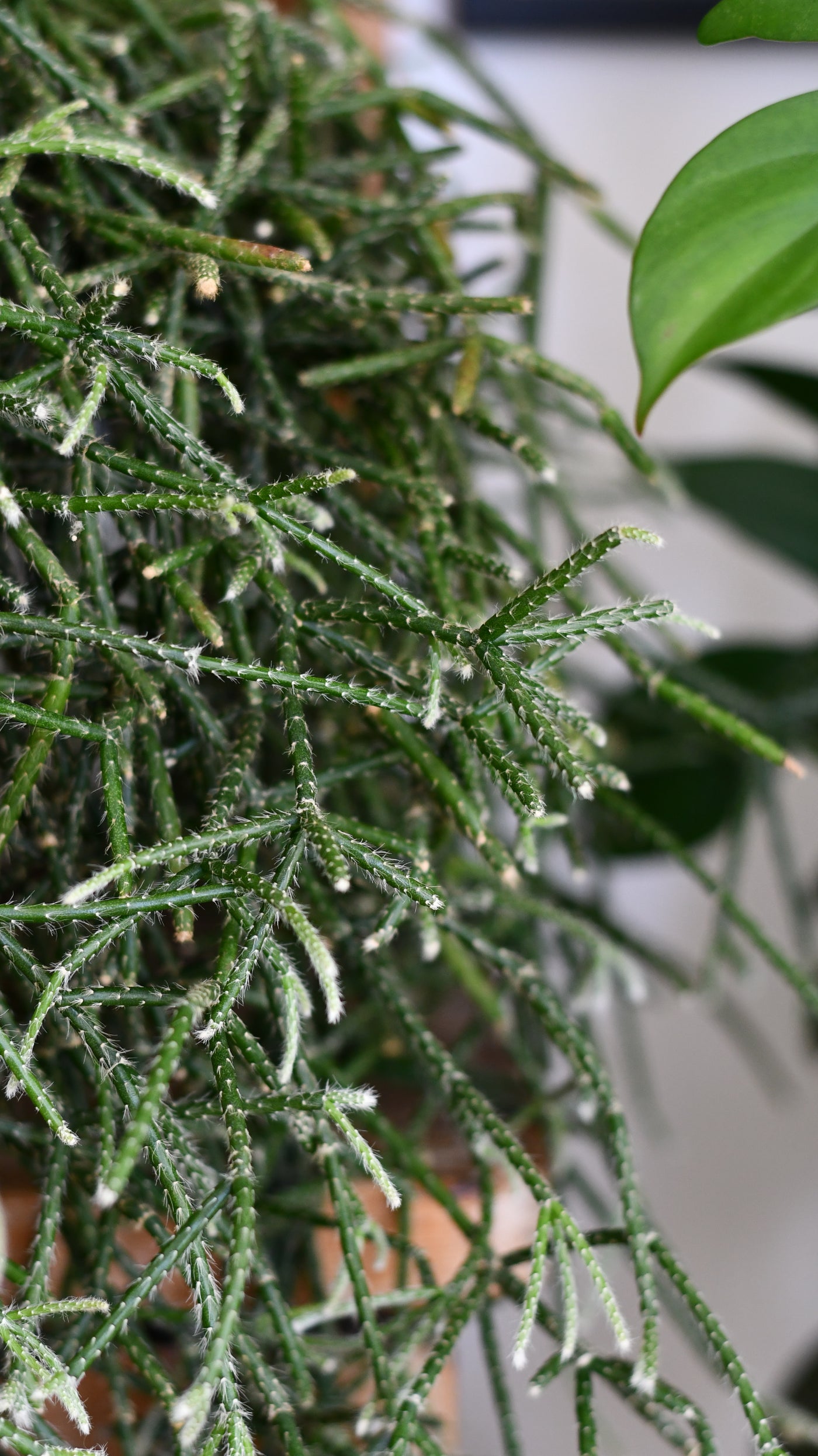 Rhipsalis pilocarpa XL – Hairy-fruited Wickerware Cactus
