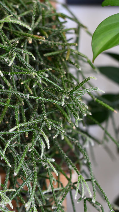 Rhipsalis pilocarpa XL – Hairy-fruited Wickerware Cactus