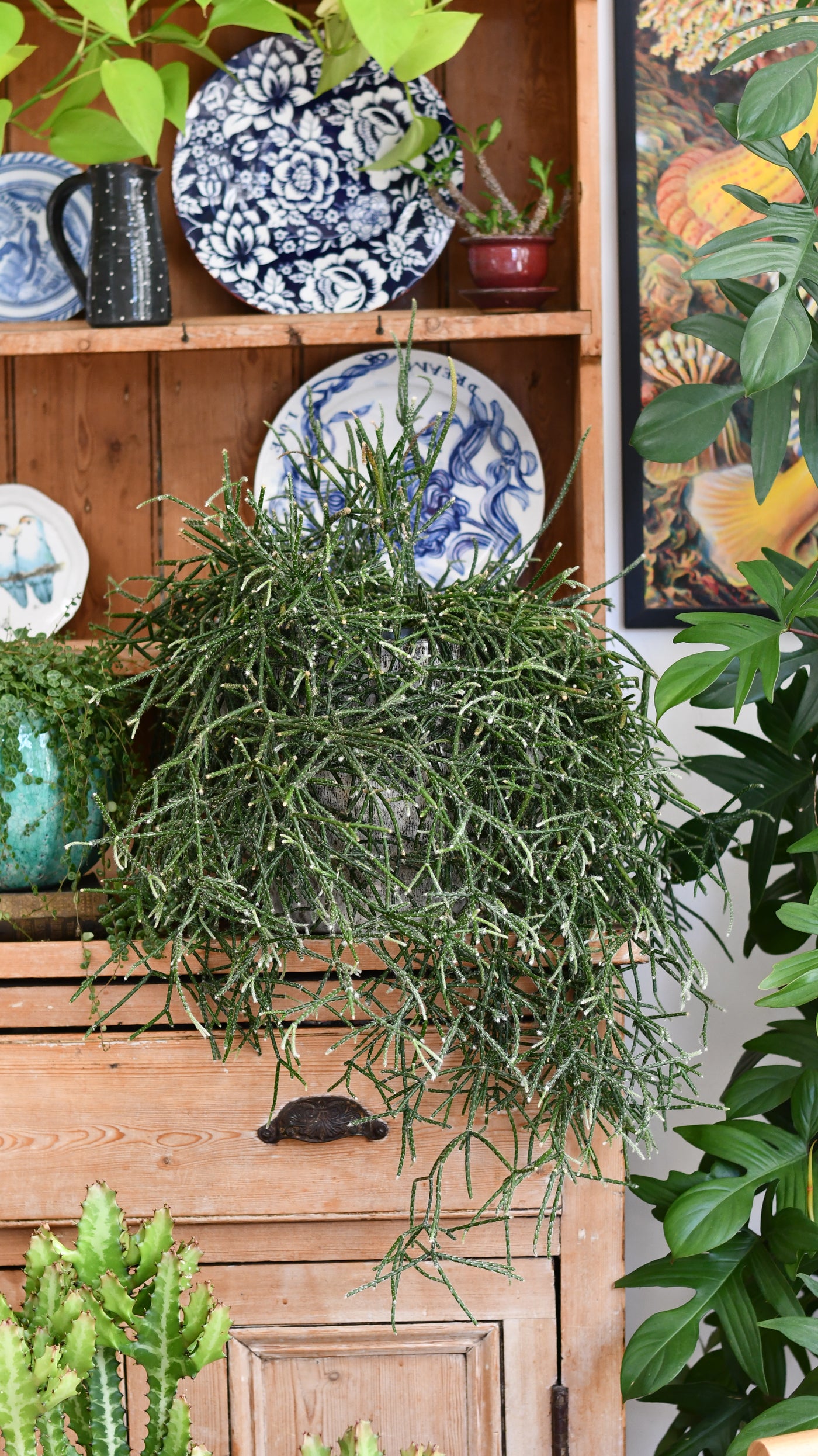 Rhipsalis pilocarpa XL – Hairy-fruited Wickerware Cactus