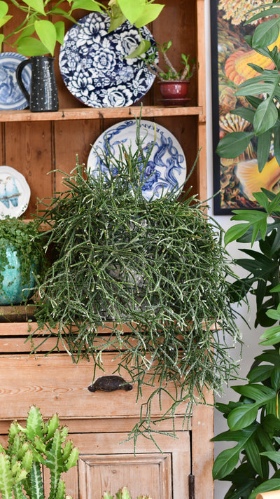 Rhipsalis pilocarpa XL – Hairy-fruited Wickerware Cactus