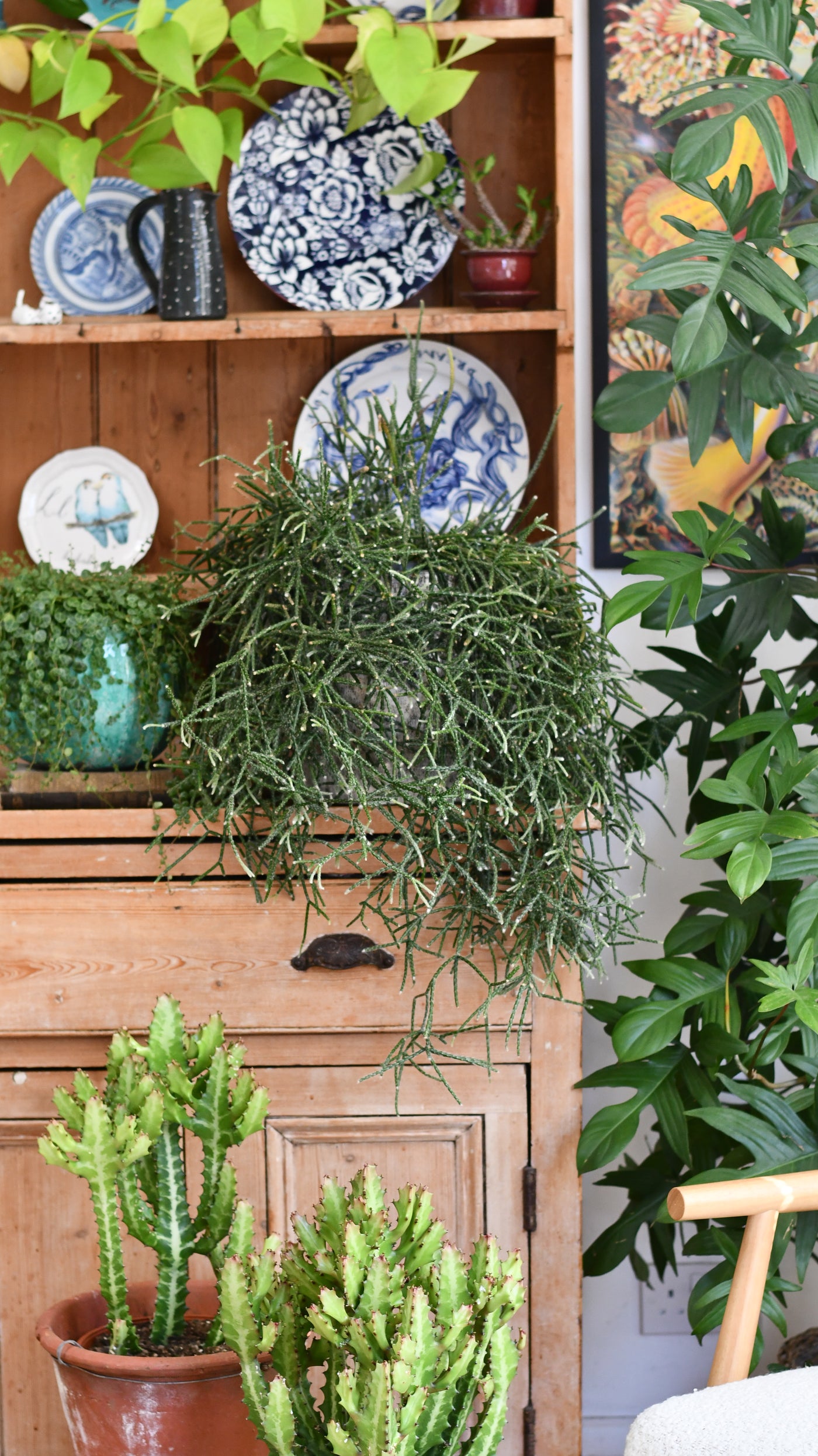 Rhipsalis pilocarpa XL – Hairy-fruited Wickerware Cactus