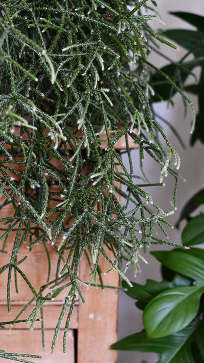 Rhipsalis pilocarpa XL – Hairy-fruited Wickerware Cactus