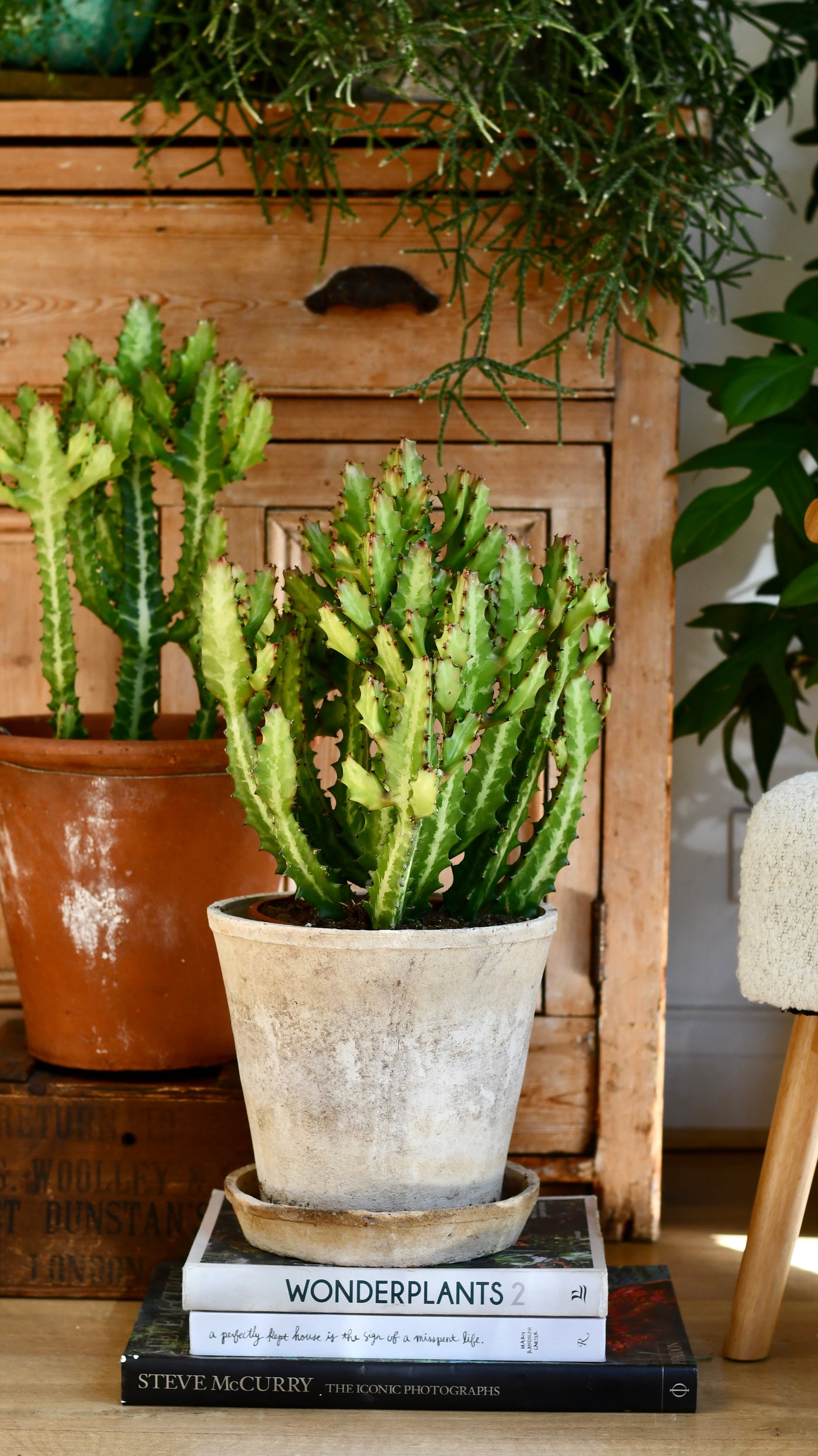 Euphorbia lactea