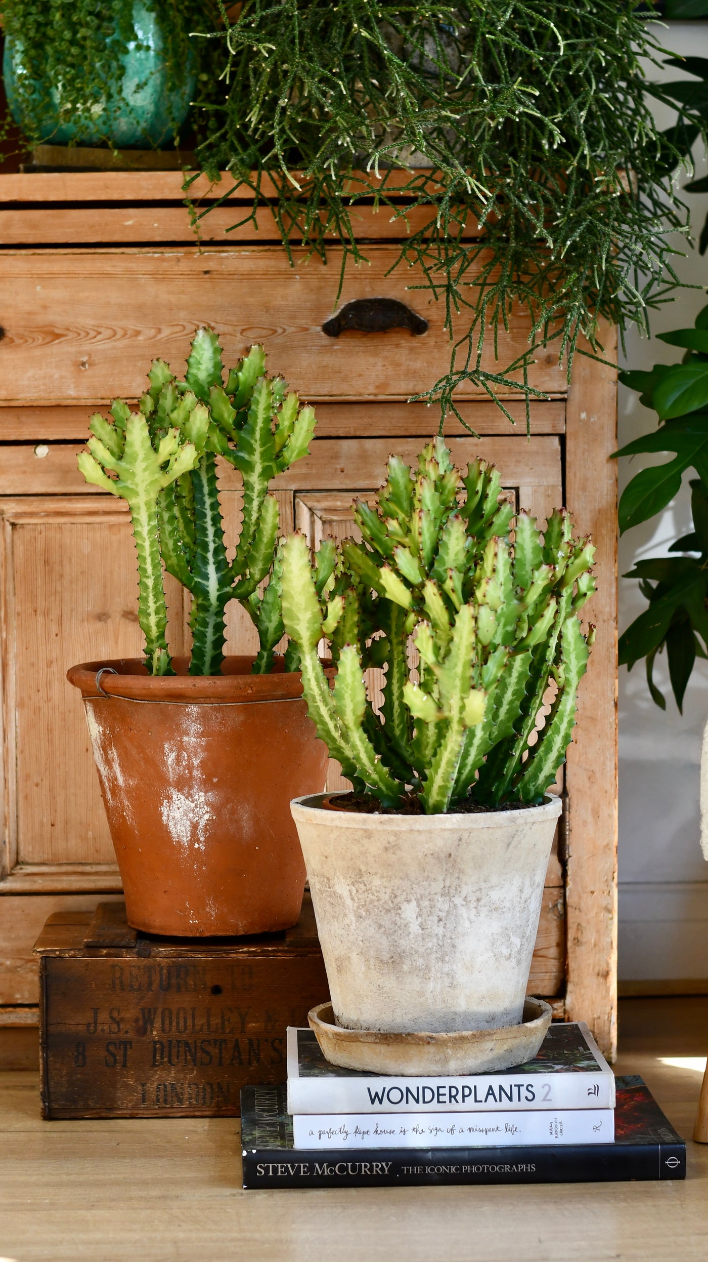 Euphorbia lactea