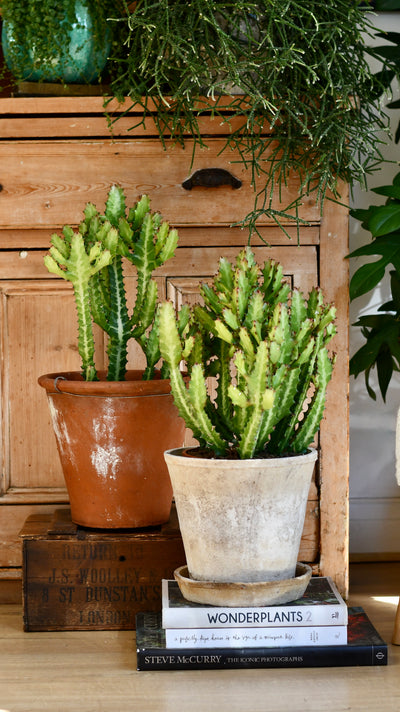 Euphorbia lactea
